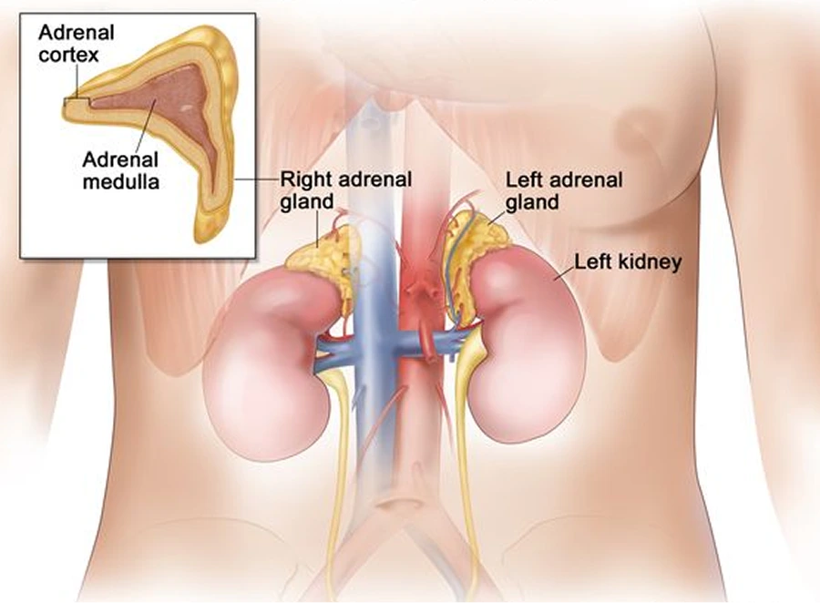 Diagram of adrenal glands positioned above kidneys, showing adrenal cortex and medulla