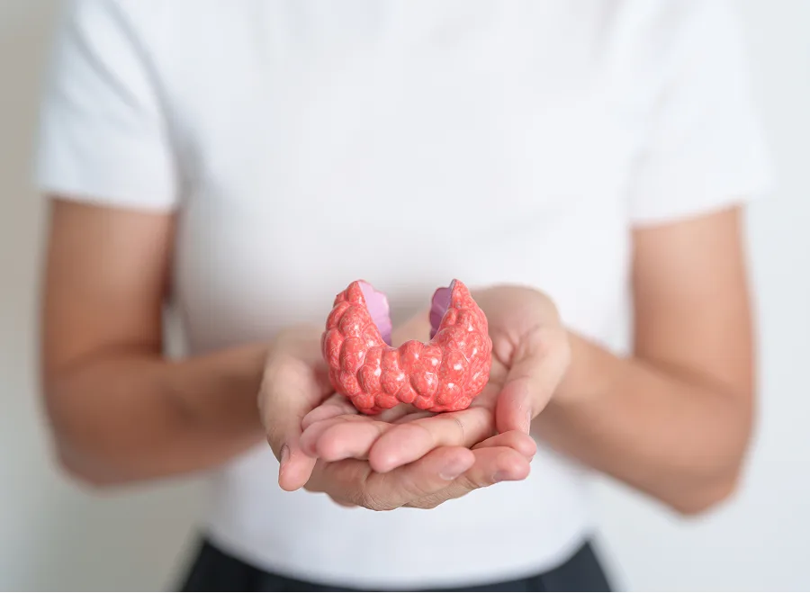 Person holding anatomical model of thyroid gland in hands