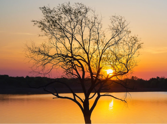 Tree silhouetted against a calm sunset over the water