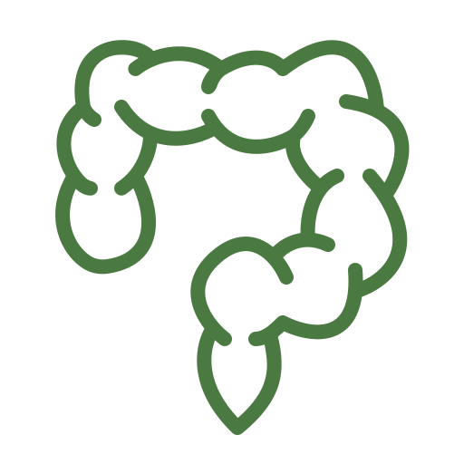 Anatomical illustration of the colon and rectum in green outline
