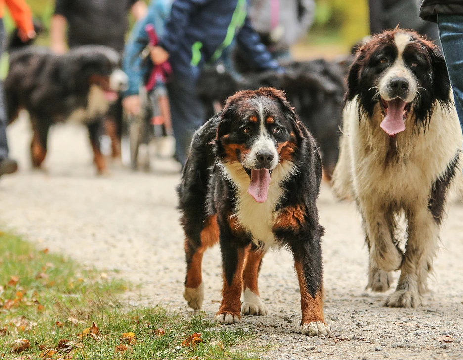 Dogs walking together on a path during an outdoor community event with handlers in the background