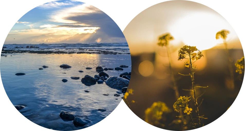 Calm shoreline at sunset and wildflowers in golden light