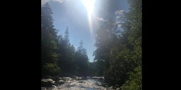 Sunlight shining over flowing river surrounded by dense forest trees