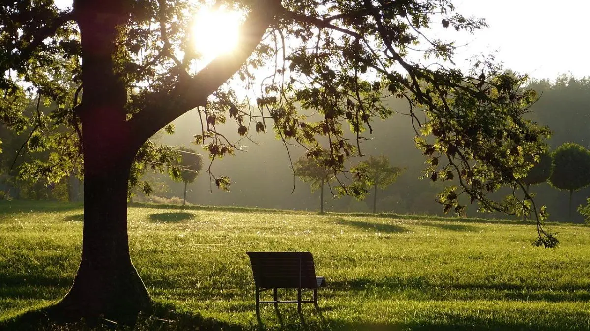 Sunlight shining through tree over empty bench in green park