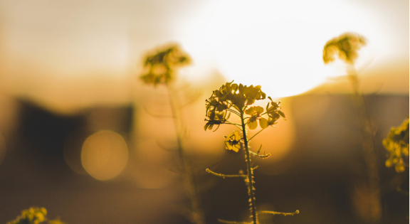 Close-up of delicate yellow flowers backlit by golden sunlight