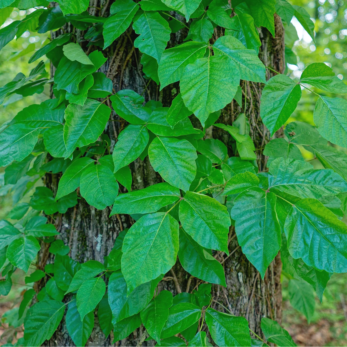 Close-up of green leafy vines growing on tree bark