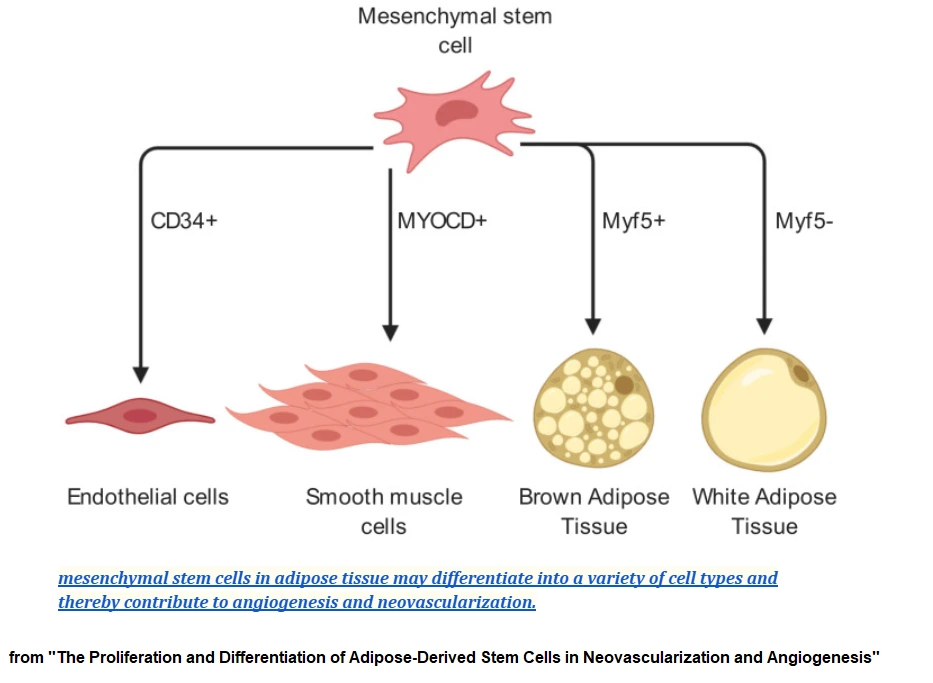 Diagram showing mesenchymal stem cell differentiation into endothelial cells, smooth muscle cells, brown adipose tissue, and white adipose tissue