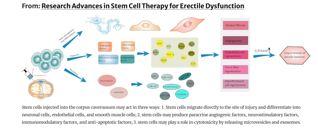 Flowchart from Research Advances in Stem Cell Therapy for Erectile Dysfunction showing stem cell injection pathway and multiple therapeutic outcomes