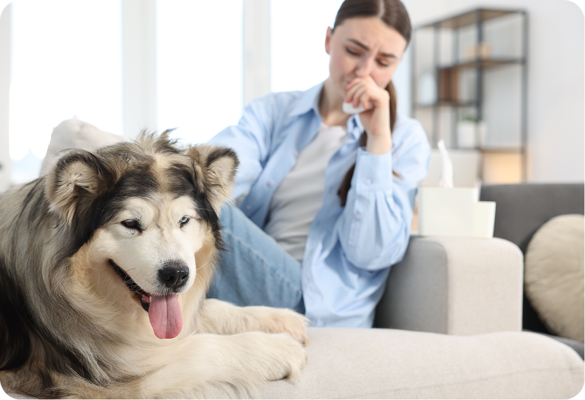 Pet Allergy Treatment for Dogs in San Mateo, CA Banner