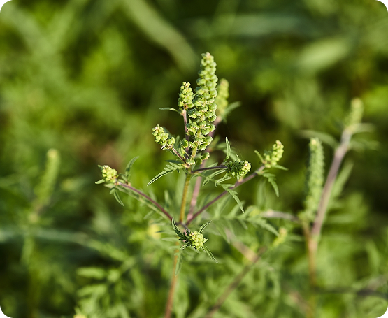 Weed Allergy Treatment in San Mateo, CA Banner
