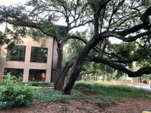 Brick building exterior with large tree branches in foreground and landscaped grounds