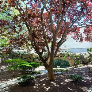 Japanese maple tree with red foliage in landscaped garden area outside Stella clinic Brookline